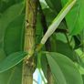 High Ficus rubber Plant Image 5