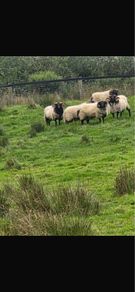 Blackface rams