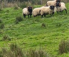 Blackface rams