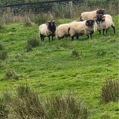Blackface rams
