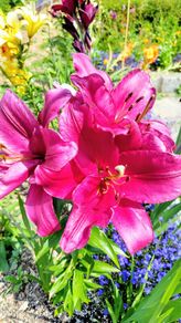 Giant Tree Lily