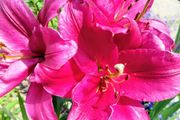 Giant Tree Lily