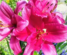 Giant Tree Lily