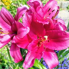 Giant Tree Lily