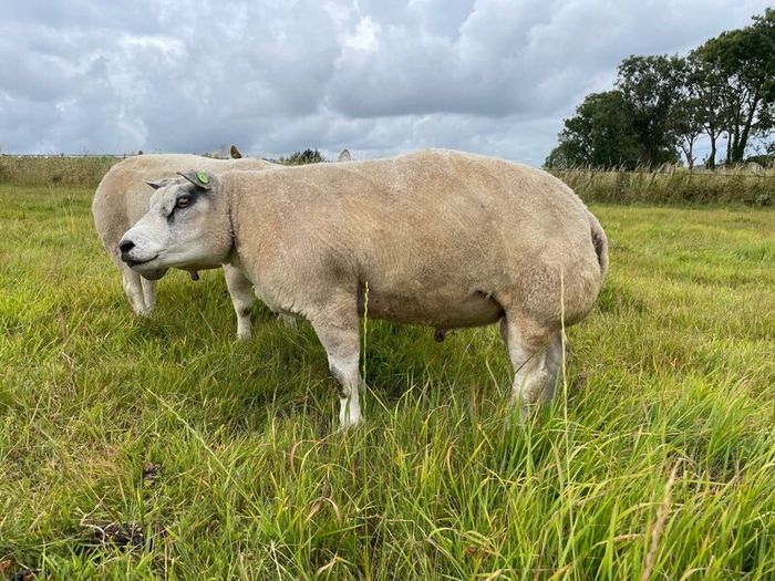 Pedigree Beltex Ram