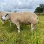 Pedigree Beltex Ram Image 6