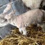 Ewe and 3 lambs Image 5