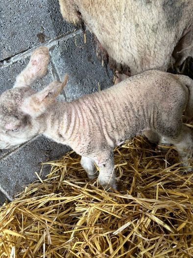 Ewe and 3 lambs
