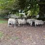 Swaledale Rams Image 5