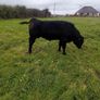 9 Aberdeen angus weanling bulls Image 8