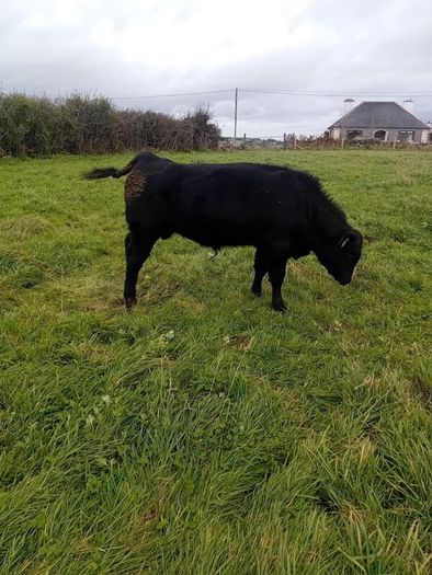 9 Aberdeen angus weanling bulls
