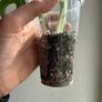 Monstera Albo Image 4