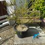 garden plants Image 2
