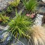 4 Mature Cordylines (Cabbage Palms) Image 3