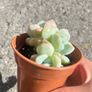 plant Image 2