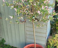 Salix Integra Flamingo Willow plant