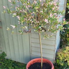 Salix Integra Flamingo Willow plant