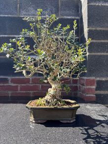 Bonsai - European Olive