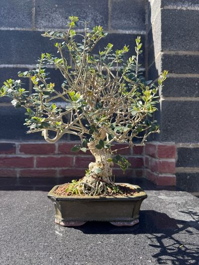 Bonsai - European Olive