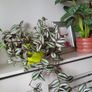 Trailing Tradescantia Zebrina. House plant. Image 4