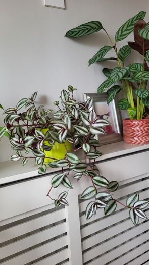 Trailing Tradescantia Zebrina. House plant.