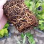 Laurel Hedging Image 5