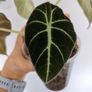 Alocasia Black Velvet Image 3