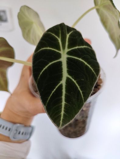 Alocasia Black Velvet