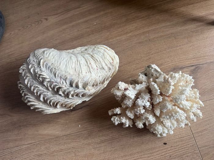 Decorative Shell and Coral Set