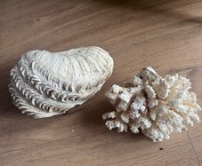 Decorative Shell and Coral Set
