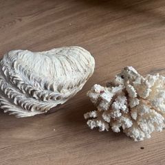 Decorative Shell and Coral Set