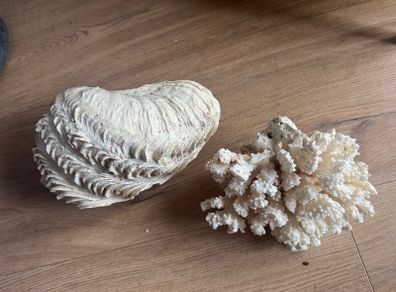 Decorative Shell and Coral Set