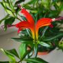 Aeschinantus. '' Lipstick plant''  ''Golden Fish'' house plant. Image 7