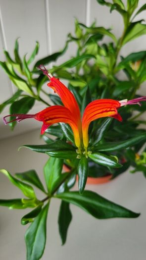 Aeschinantus. '' Lipstick plant''  ''Golden Fish'' house plant.