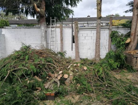 Tree surgeon and hedges cut