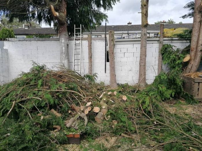 Tree surgeon and hedges cut