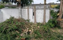 Tree surgeon and hedges cut