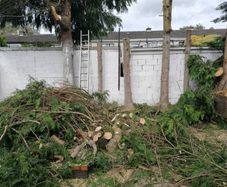 Tree surgeon and hedges cut