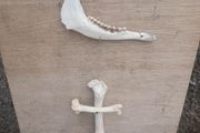 Jaw/Bone wall hanging