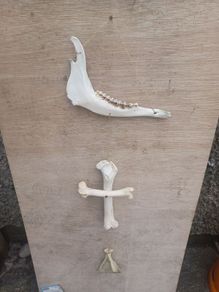Jaw/Bone wall hanging