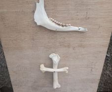 Jaw/Bone wall hanging