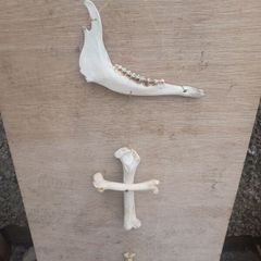 Jaw/Bone wall hanging