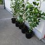 Garden Hedging, Image 4