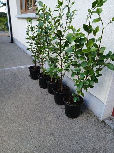 Garden Hedging,