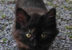 Beautiful Kitten for Adoption (Via Roscommon SPCA Only)