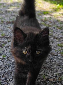 Beautiful Kitten for Adoption (Via Roscommon SPCA Only)