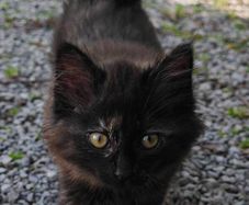 Beautiful Kitten for Adoption (Via Roscommon SPCA Only)