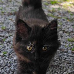 Beautiful Kitten for Adoption (Via Roscommon SPCA Only)