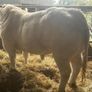 Livestock Image 4