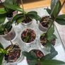 Orchids plants x8 Image 5